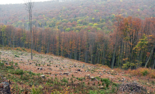 Duże straty w lasach po jesiennych wichurach